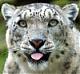 SnowLeopard